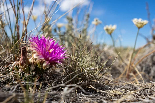 Cactus Badlands Dinosaur Provinicial Park Canada — Stock Photo, Image