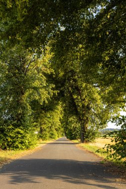 Kireç Ağacı Bir Cadde 
