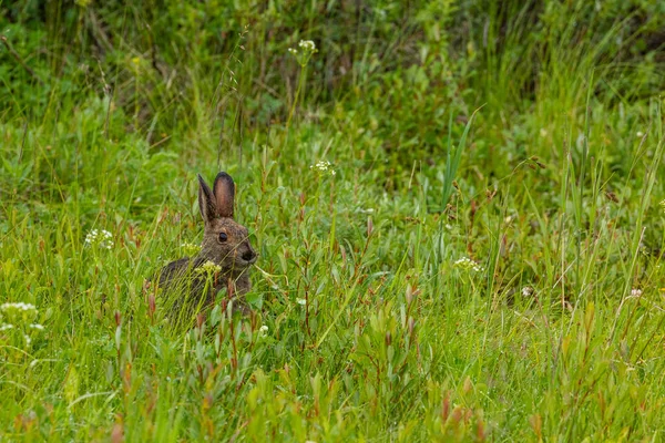 Lebre Canadense Prado — Fotografia de Stock