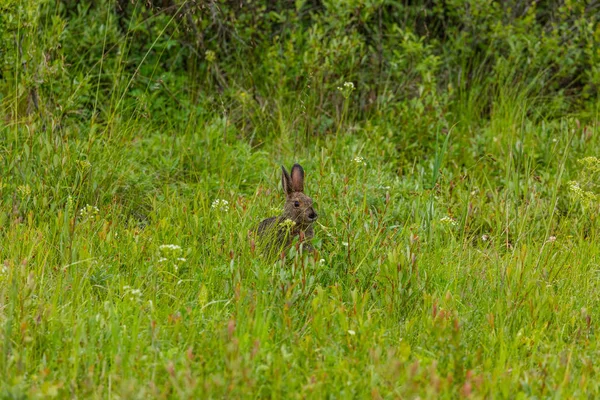 Liebre Canadiense Prado — Foto de Stock