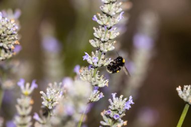 Bir Çiçekte Bir Bumblebee