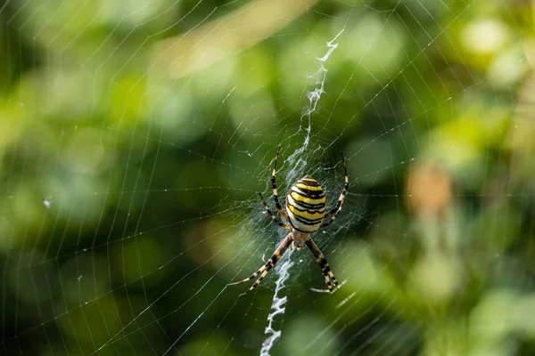 Wasp Pavouk Vysoké Trávě — Stock fotografie