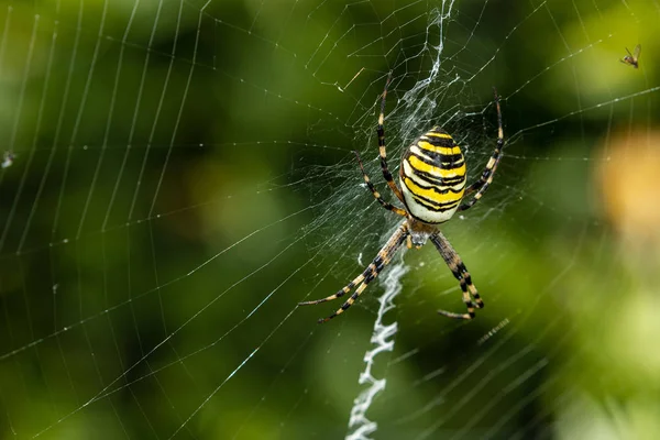 Spider Vespa Erba Alta — Foto Stock
