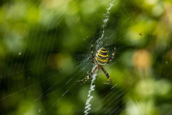 Wasp Pavouk Vysoké Trávě — Stock fotografie