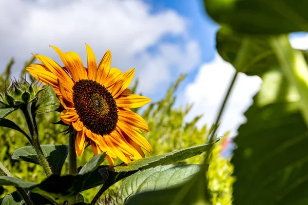 Blooming Sunflower Bee — Stock Photo, Image