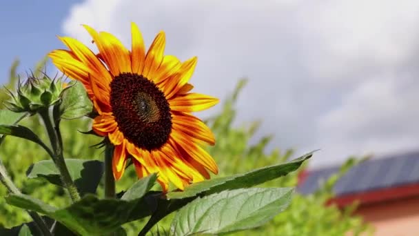 Una Flor Girasol Abeja — Vídeos de Stock