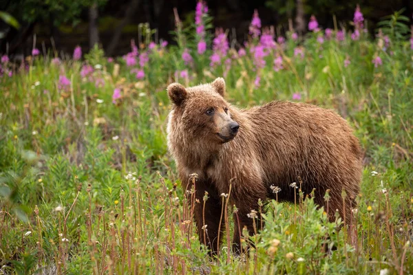 Een Grizzly Beer Een Weide — Stockfoto