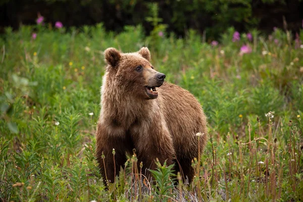 Grizzli Sur Une Prairie — Photo