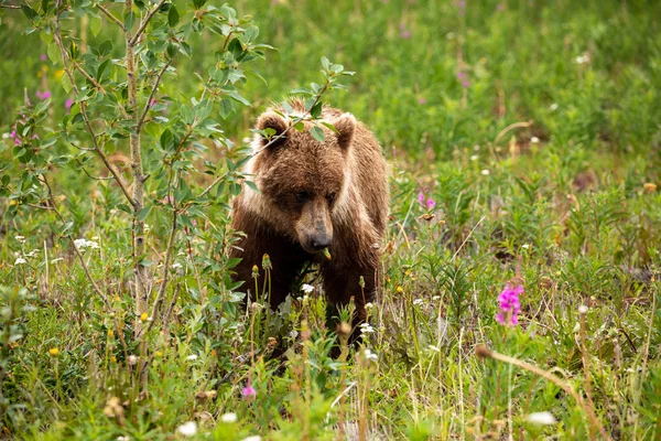 Grizzlybjörn Äng — Stockfoto