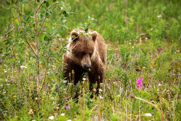 Ein Grizzlybär Auf Einer Wiese — Stockfoto