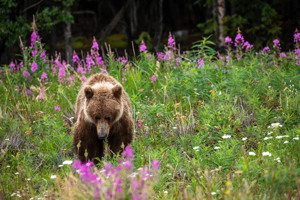 Ein Grizzlybär Auf Einer Wiese — Stockfoto