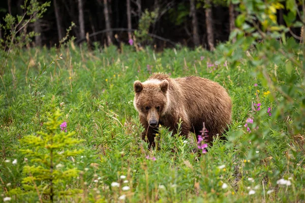 Grizzlybjörn Äng — Stockfoto
