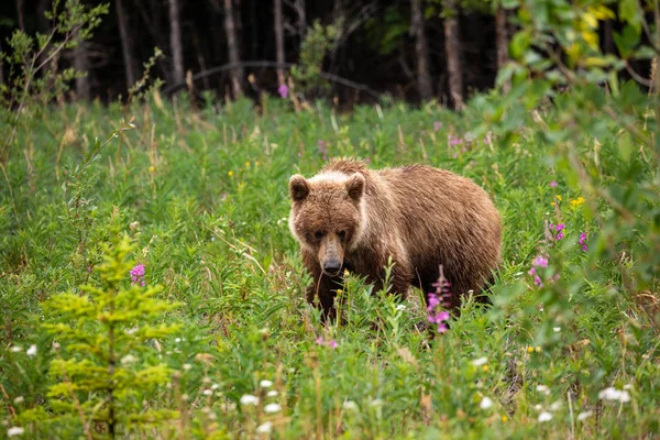 Grizzli Sur Une Prairie — Photo