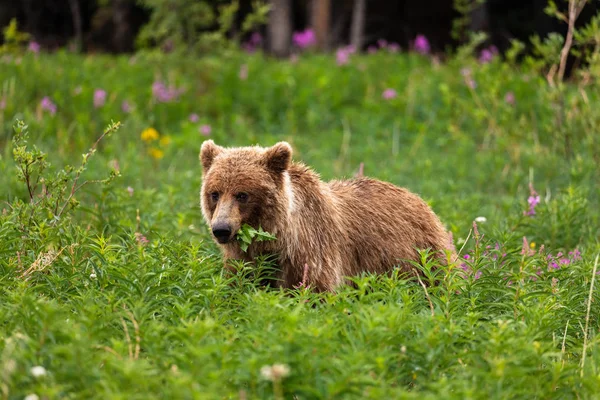 Een Grizzly Beer Een Weide — Stockfoto