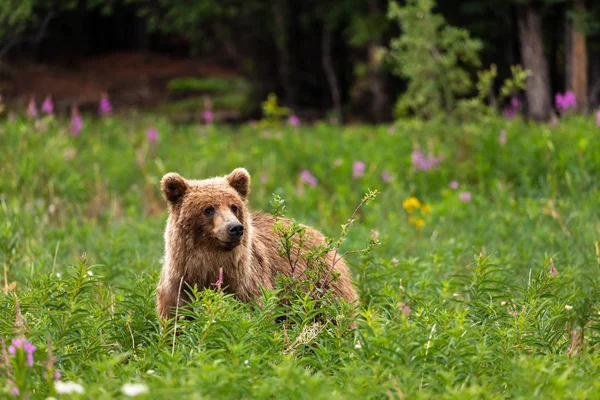 Ein Grizzlybär Auf Einer Wiese — Stockfoto