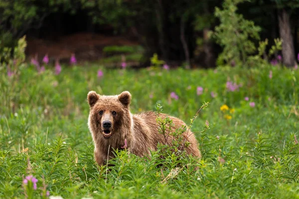 Ein Grizzlybär Auf Einer Wiese — Stockfoto