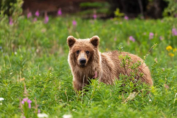 Medvěd Grizzly Louce — Stock fotografie