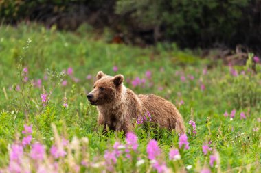 A Grizzly Bear on a Meadow clipart