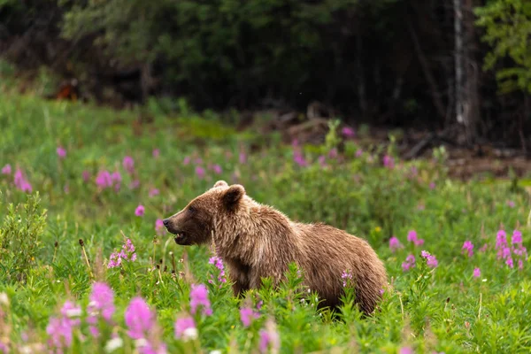 Grizzly Bear Meadow — Stock Photo, Image