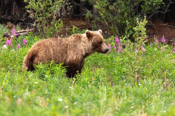 Grizzlybjörn Äng — Stockfoto