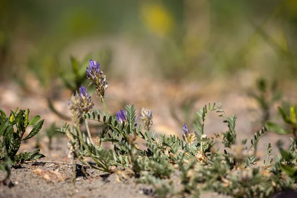 Flowers Dinosaur Provincial Park Canada — Stock Photo, Image