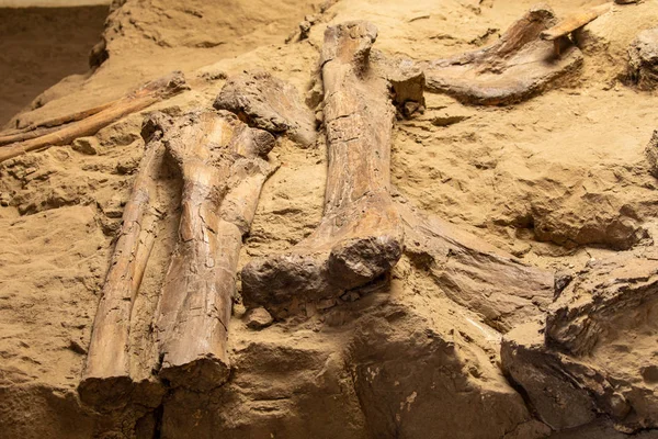 Dinosaur Bones Fossils — Stockfoto