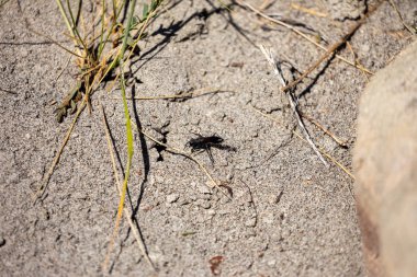Wasp with a Cave for breeding