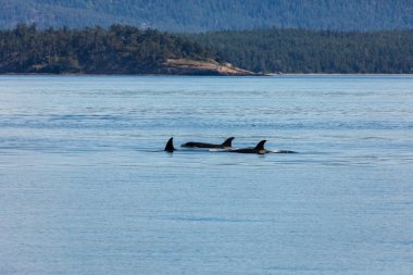 Kanada'da Vancouver'da orka balinaları okyanusta