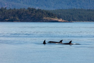 Kanada'da Vancouver'da orka balinaları okyanusta