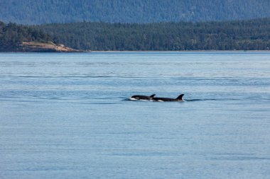 Kanada'da Vancouver'da orka balinaları okyanusta