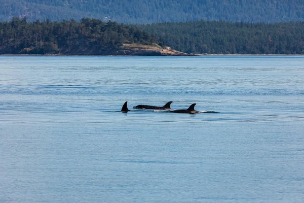 Orca Ballenas Océano Vancouver Canadá — Foto de Stock