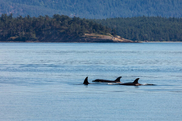 Orca  whales in the ocean at vancouver in canada