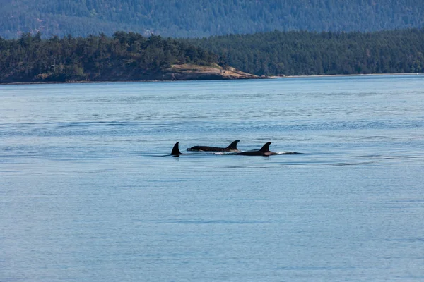 Orca Ballenas Océano Vancouver Canadá — Foto de Stock