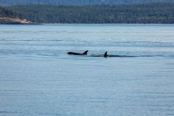 Orca Ballenas Océano Vancouver Canadá — Foto de Stock