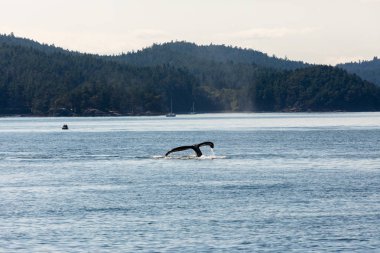 Kanada'da Vancouver'da okyanusta kambur balinalar