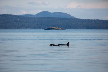 Kanada'da Vancouver'da orka balinaları okyanusta