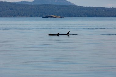 Kanada'da Vancouver'da orka balinaları okyanusta