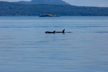 Kanada'da Vancouver'da orka balinaları okyanusta