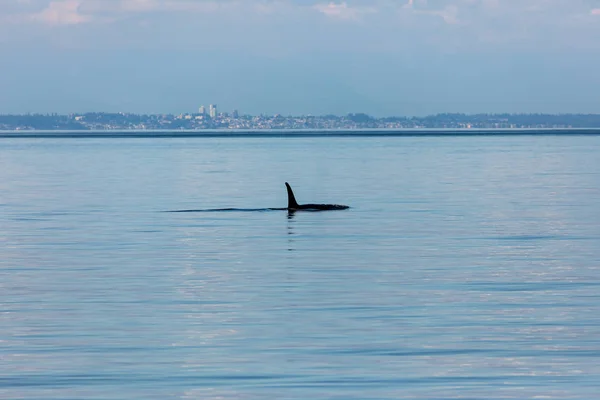Orca Balene Nell Oceano Vancouver Canada — Foto Stock