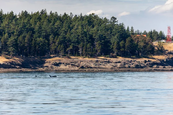 Φάλαινες Orca Στον Ωκεανό Στο Βανκούβερ Στον Καναδά — Φωτογραφία Αρχείου