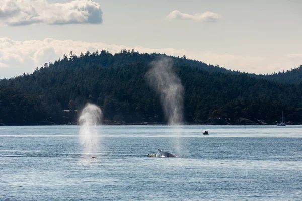 Φάλαινες Στον Ωκεανό Στο Βανκούβερ Στον Καναδά — Φωτογραφία Αρχείου