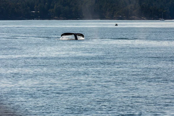 Ballenas Jorobadas Océano Vancouver Canadá — Foto de Stock
