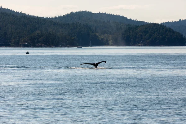 Φάλαινες Στον Ωκεανό Στο Βανκούβερ Στον Καναδά — Φωτογραφία Αρχείου