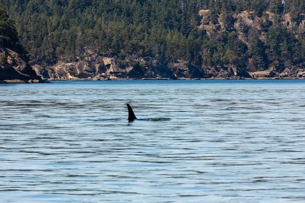 Orca Ballenas Océano Vancouver Canadá — Foto de Stock