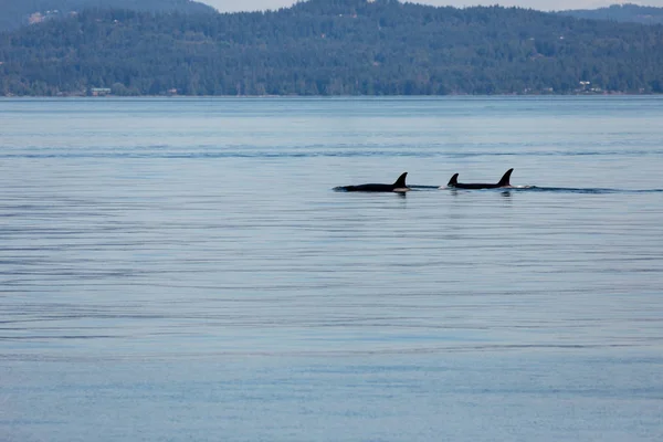 Orca Valar Havet Vancouver Kanada — Stockfoto