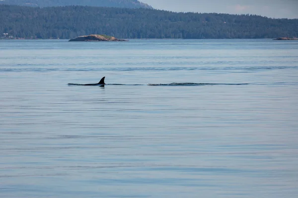 Orca Valar Havet Vancouver Kanada — Stockfoto