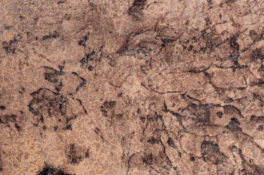 Arka plan olarak bir kaya yüzeyi