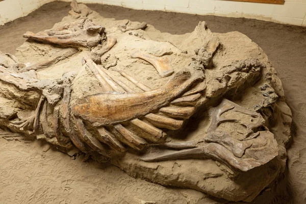 Dinosaur Bones Fossils — Stockfoto