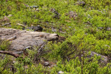 Kanada'da Rocky Dağları Marmot