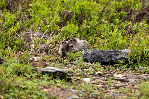 Marmota Las Montañas Rocosas Canadá — Foto de Stock